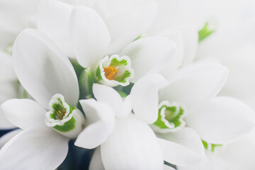 Fototapeta na wymiar Background of white snowdrops Galanthus nivalis close up macro shoot