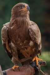Close view of an eagle in the captivity. Natural background.