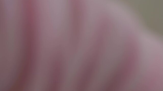 Young man hand opens bedroom door furtively to look at pretty sleeping woman under white duvet in holiday morning close view