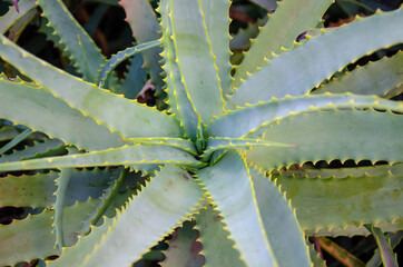 Fototapeta premium close up on aloe vera plant leaves