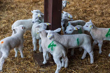 Spring lambs on a Kent farm, England, UK
