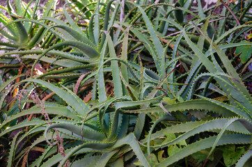 Obraz premium garden with aloe vera bushes
