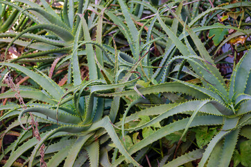 Obraz premium garden with aloe vera bushes