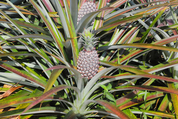 Fototapeta premium Pineapple plantation, Close-up of pineapple tree 