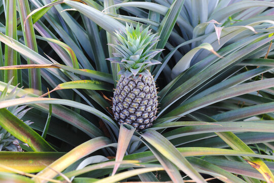 Pineapple plantation, Close-up of pineapple tree
