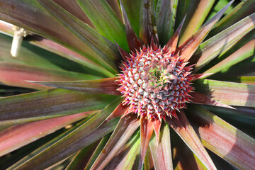 Naklejka na ściany i meble Pineapple plantation, Close-up of pineapple tree 