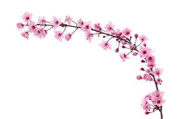 Pink spring cherry blossom. Cherry tree branch with spring pink flowers isolated on white
