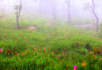 Krachiew flowers on a foggy day in Pa Hin Ngam National Park in Thailand