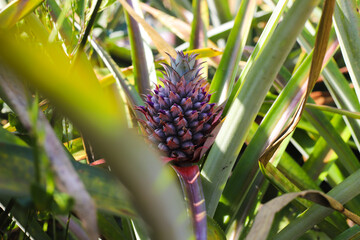 Fototapeta premium Pineapple plantation, Close-up of pineapple tree 