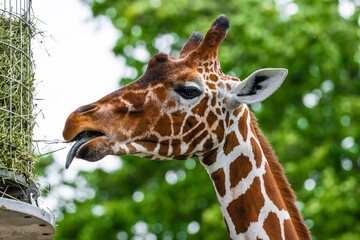 Giraffe