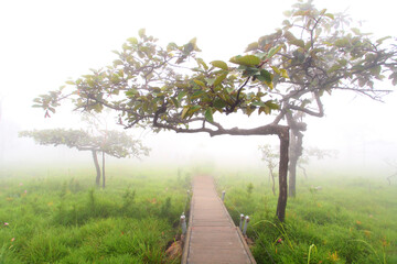 Krachiew flowers on a foggy day in Pa Hin Ngam National Park in Thailand