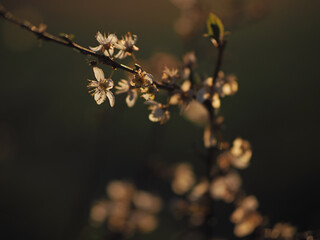 Close up shoot on spring flowering fruit tree