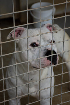 Chien en cage