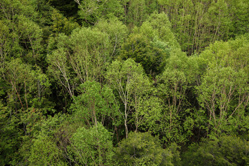 芽吹いていくダケカンバの若木が初夏の高原に広がる