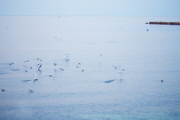 A flock of gulls takes off from the rocks near the sea