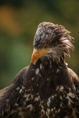 Close view of an eagle in the captivity. Natural background.