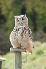 Close view of a white simple owl in the captivity. Natural background.