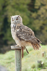 Close view of a white simple owl in the captivity. Natural background.