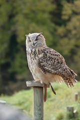 Obraz premium Close view of a white simple owl in the captivity. Natural background.