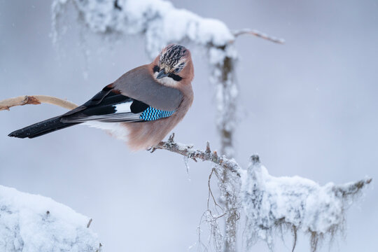 Eurasian Jay in a tree with snow