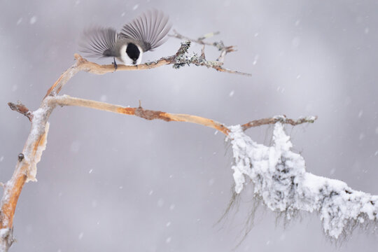 Willow tit in a tree with snow