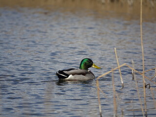 male mallard (Anas platyrhynchos)