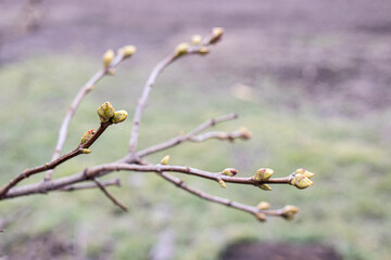 Lilac buds on a branch in early spring in March. Light photo of a reviving blossoming nature.