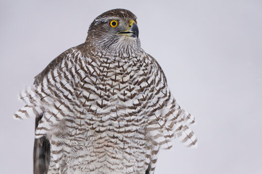 Goshawk in the snow