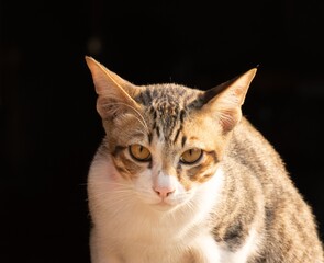 The cat was staring at something in front of him.