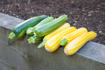 Courgette harvest, green and yellow courgettes, UK