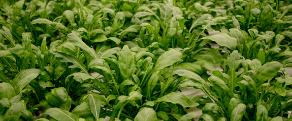 Fresh arugula leaves, close up. Lettuce salad plant, hydroponic vegetable leaves. Organic food ,agriculture and hydroponic conccept.