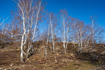 Birch trees in the heathland near Neu-Bamberg / Germany in Rheinhessen on a sunny spring day