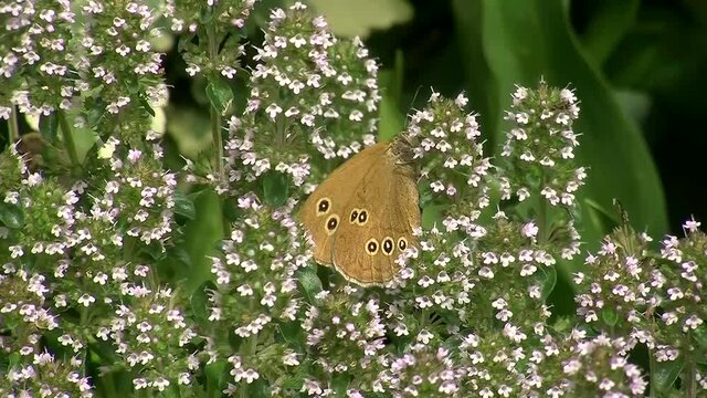 Ein "Brauner Waldvogel" (Schmetterling) auf bl&uuml;hendem Majoran (Nahaufnahme)
