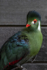 Close up image of White-cheeked turaco.