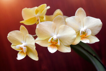 A branch of yellow orchids on a brown wooden background
