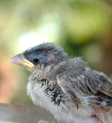 The injured little bird was in the care of a veterinarian.