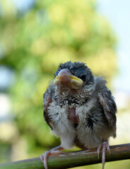 The injured little bird was in the care of a veterinarian.