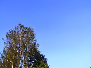 Green tree top line over blue sky and clouds background in summer, copy space