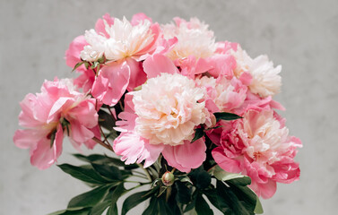 bouquet of pink peonies on a gray background with copy space. still life. womens day or wedding concept. festive background. Soft selective focus.