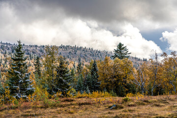 forest in autumn