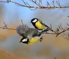 Obraz premium Two large tits on winter branches on a blurry background of indeterminate color