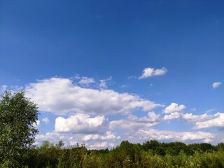 Green tree top line over blue sky and clouds background in summer, copy space