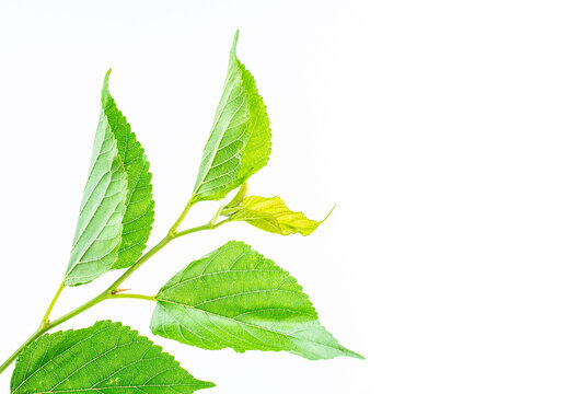 Mulberry branches and leaves on white background