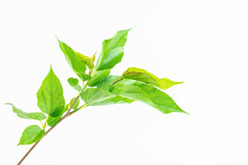Mulberry branches and leaves on white background