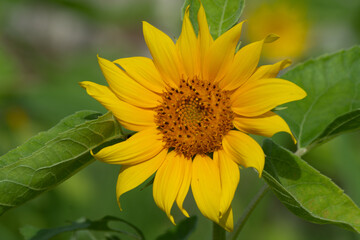 Obraz premium sunflower at day with insects