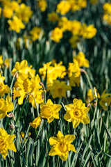 Daffodils flowers in the spring.
