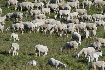 Fototapeta premium IMMUNITY of flock or HERD Immunity against diseases and viruses