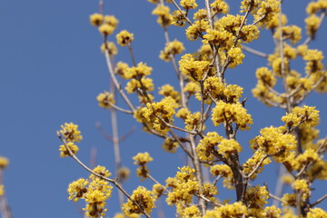 青空を背景に咲くサンシュユの花