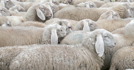 IMMUNITY of flock or HERD Immunity against diseases and viruses