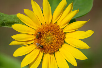 sunflower at day with insects
